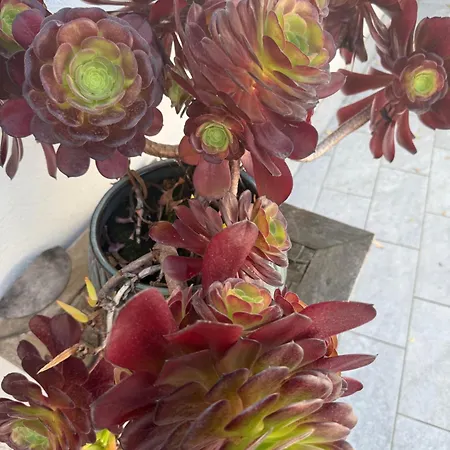 Cardinalbaldo * Rome