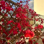 Apartamento Cardinalbaldo Roma